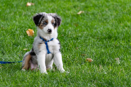 puppy wearing a harness