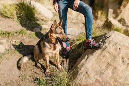 a happy dog walking beside its owner