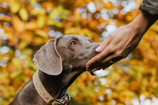 service dog sniffing for allergens