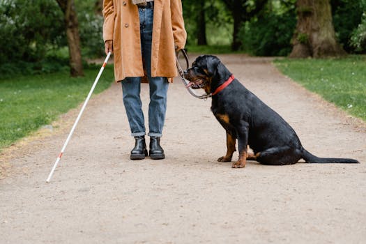 service dog training in busy park