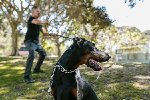 service dog training with owner